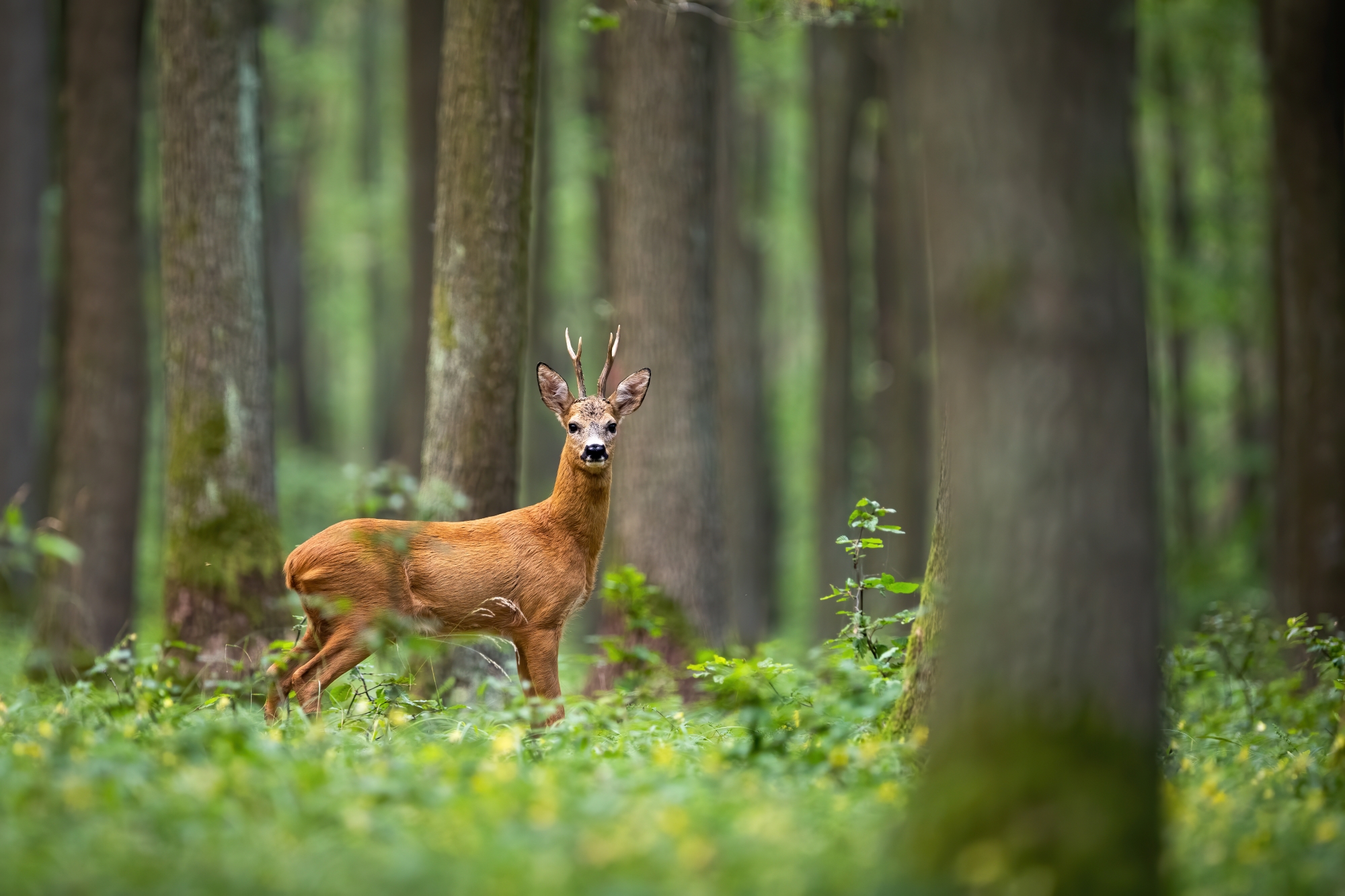 Wildlife in the forest