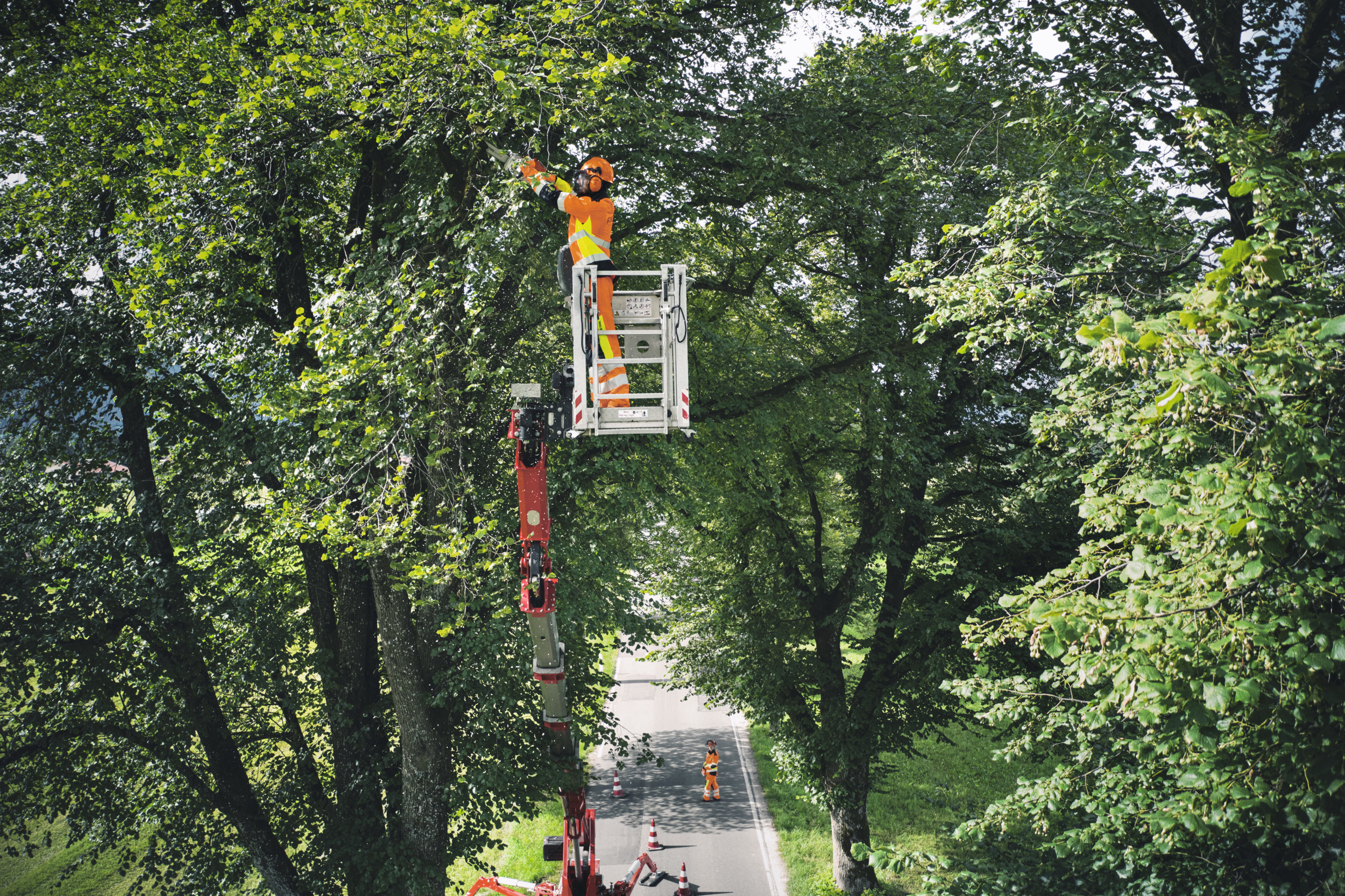 Man in protective clothing cutting trees above an avenue